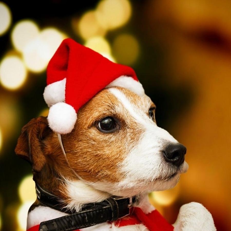 Santa Hat Plush - Christmas Pet Santa Hat Red Plush