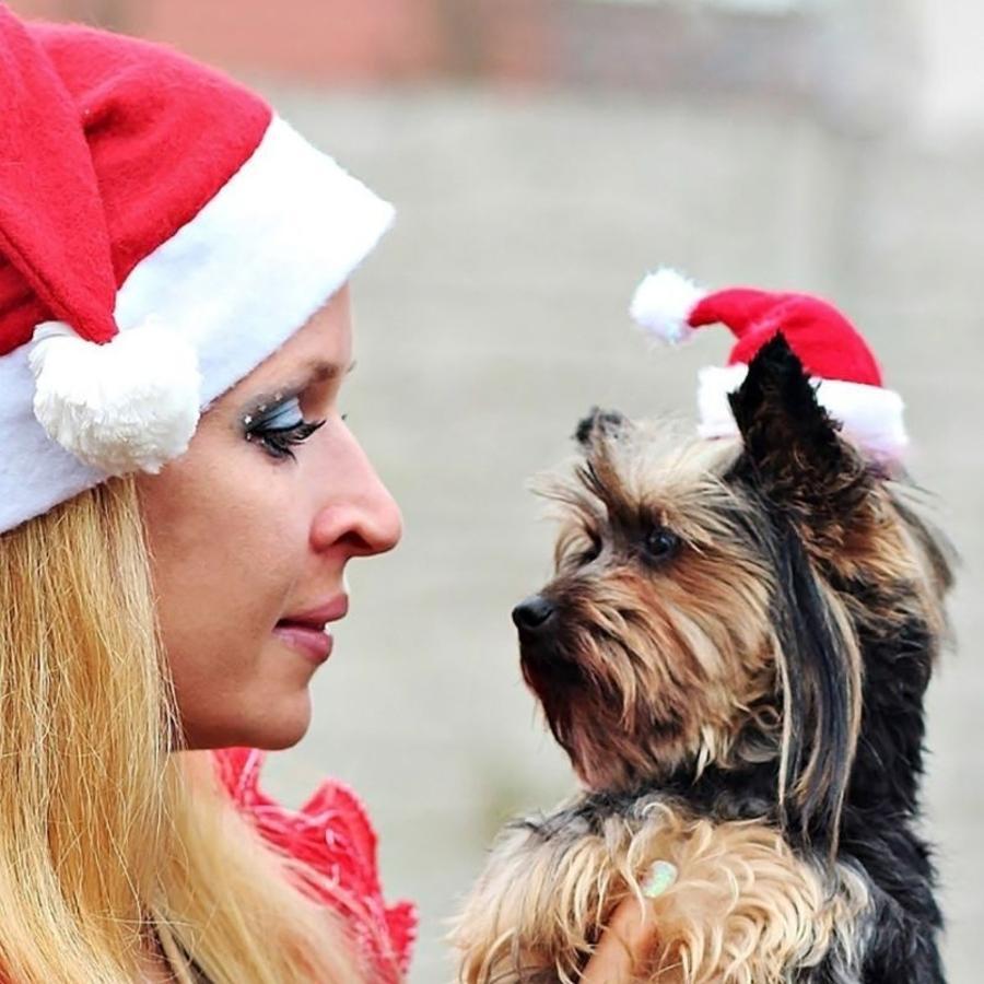 Christmas Pet Santa Hat Red Pl - Santa Hat Plush ulasan dan harga